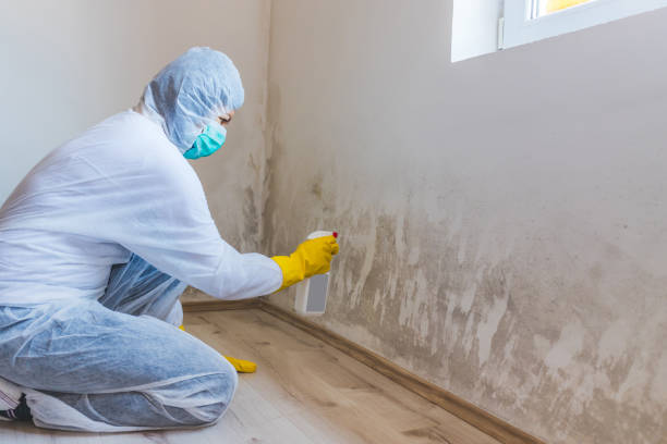 Licensed Attic Mold Removal service in Nutley, NJ - WQB Mold Removal