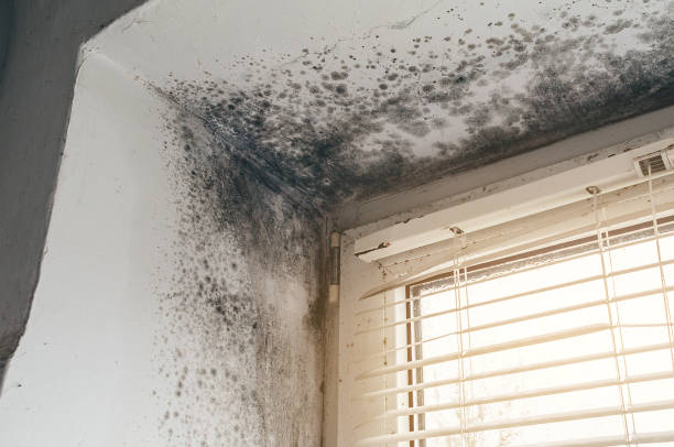 Affordable Attic Mold Removal solutions in Nutley, NJ