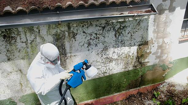 Top rated local Attic Mold Removal specialists in Nutley, NJ